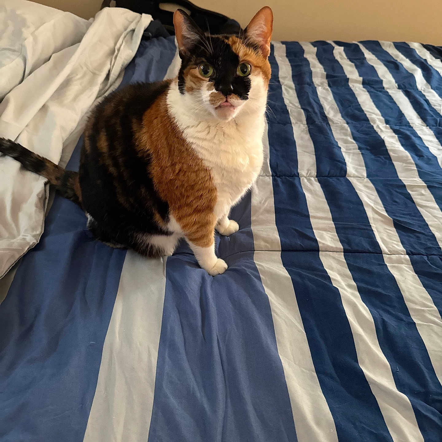 Rambo
