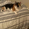 Rambo is registered to the contest to win money with this photo: cat, calico_cat, pet, animal, feline, bed, bedding, blanket, striped_bedding, bedroom, indoors, lying_down, resting, relaxed, fur, whiskers, ears, paws, portrait, warm_lighting