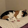 Rambo is registered to the contest to win money with this photo: cat, calico_cat, sleeping, curled_up, bed, bedroom, paws, pink_paw_pads, fur, black_fur, white_fur, orange_fur, pet, domestic_animal, resting, indoors, blanket, mattress, pink_chair, cozy