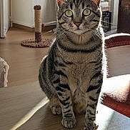 Thor participe au concours pour gagner de l'argent avec cette photo : cat, tabby, striped_fur, pet, indoor, sunlight, shadow, table, scratching_post, furniture, vintage, ears, whiskers, wooden_floor, home, cozy, animal, portrait, sitting, curious