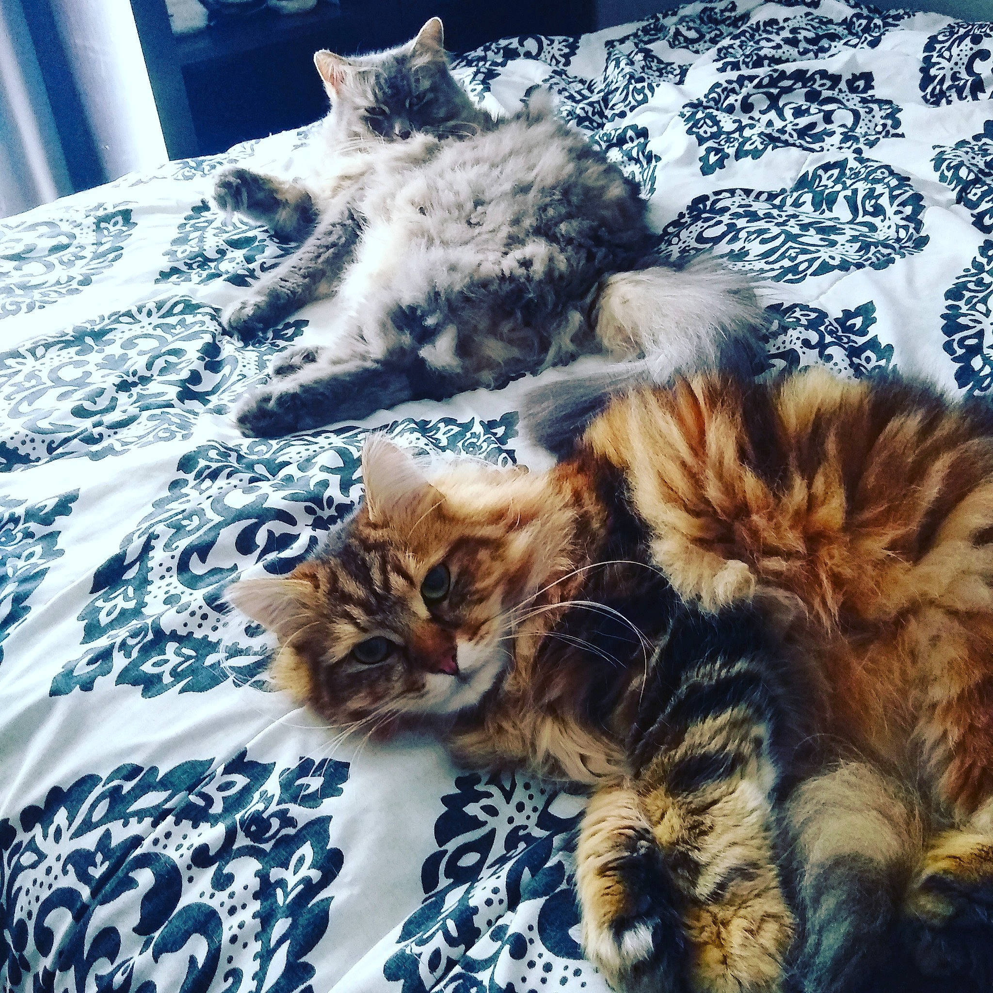 Hubble joined the competition — help win amazing prizes! bed, bed_sheet, bedding, blanket, carnivore, cat, felidae, fur, kitten, linens, mammal, natural_material, paw, room, small_to_medium_sized_cats, terrestrial_animal, vertebrate, whiskers