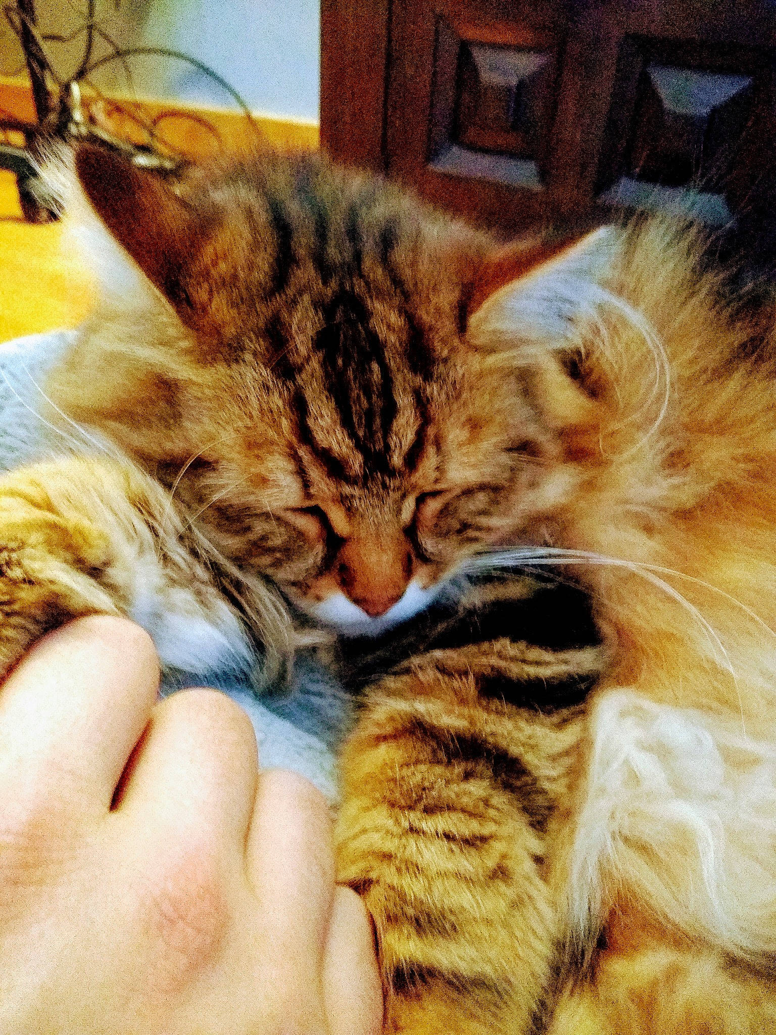 Hubble is registered to the contest to win money with this photo: carnivore, cat, domestic_short_haired_cat, fawn, felidae, finger, fur, kitten, mammal, nail, small_to_medium_sized_cats, tabby_cat, terrestrial_animal, thumb, toe, vertebrate, whiskers