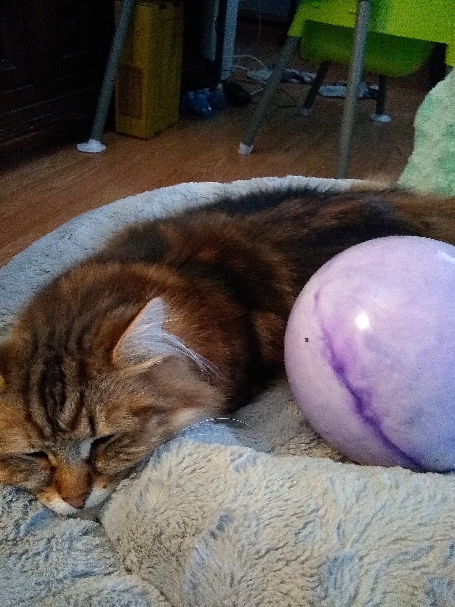 Hubble is registered to the contest to win money with this photo: ball, bowling_equipment, carnivore, cat, dog_toy, domestic_short_haired_cat, egg, felidae, fur, nap, sleep, small_to_medium_sized_cats, toy, whiskers