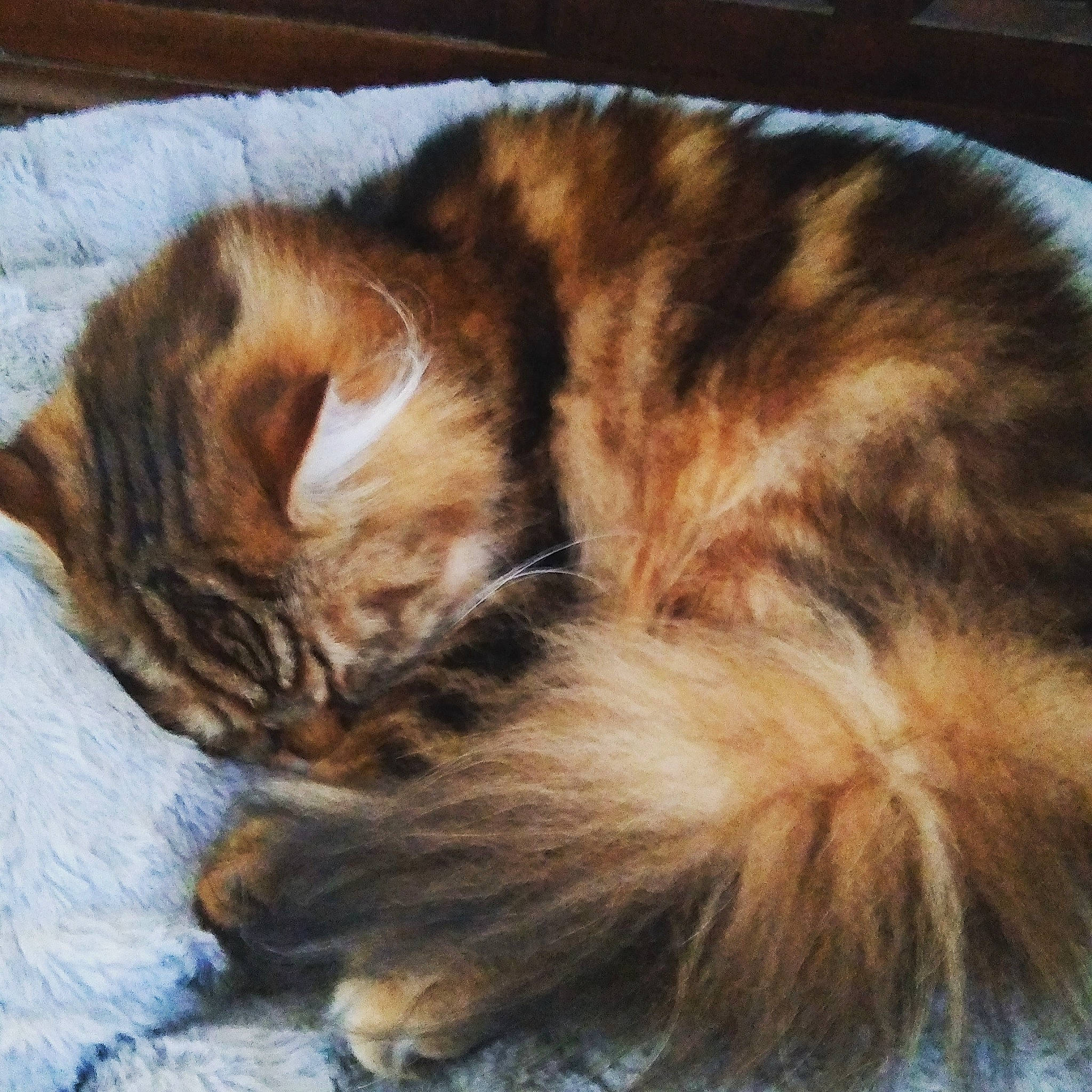 Hubble joined the competition — help win amazing prizes! brown, carnivore, cat, comfort, domestic_short_haired_cat, fawn, felidae, fur, linens, liver, mammal, nap, natural_material, sleep, small_to_medium_sized_cats, tabby_cat, tail, vertebrate, whiskers