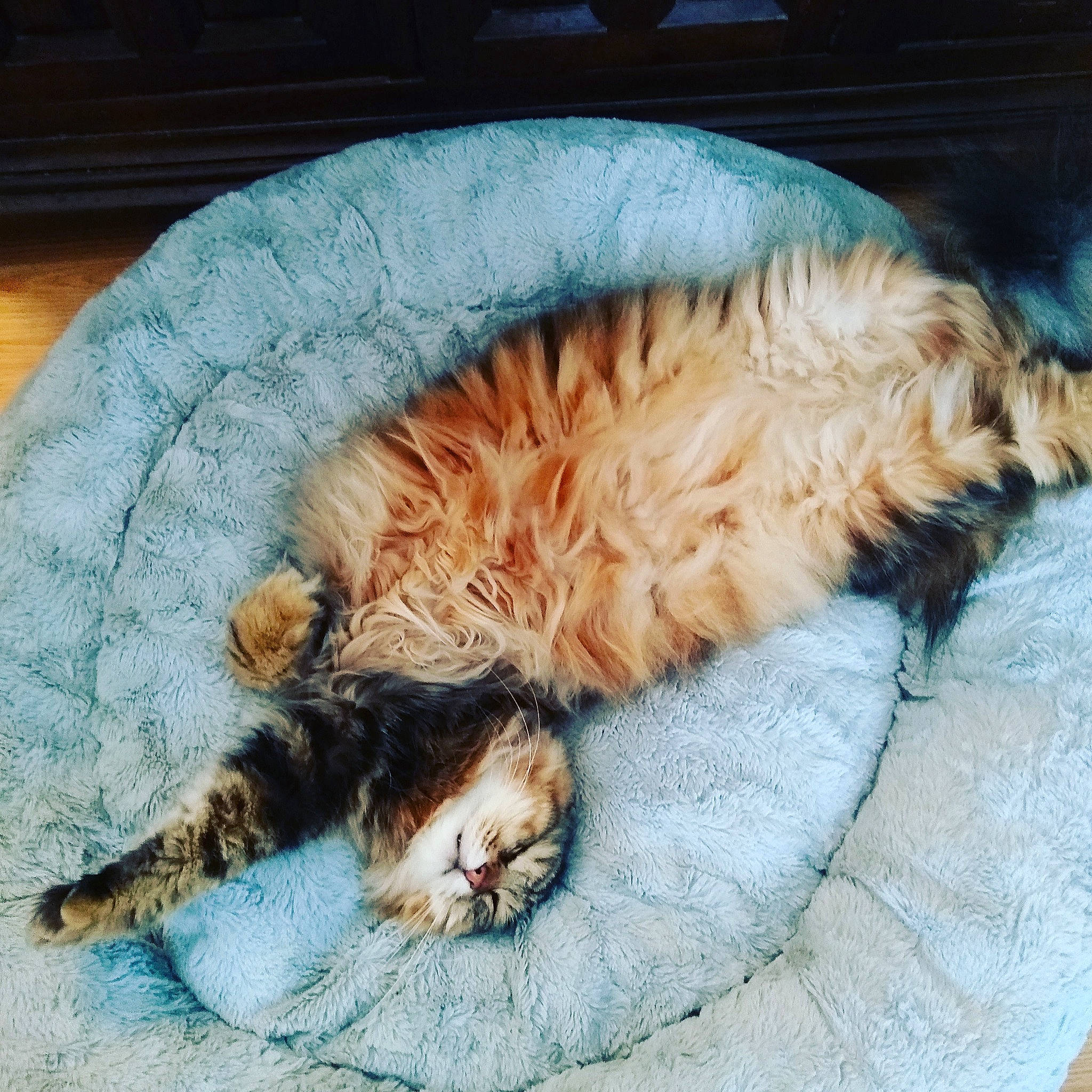 Hubble joined the competition — help win amazing prizes! bedtime, blanket, carnivore, cat, cat_bed, claw, comfort, felidae, fur, home_accessories, linens, nap, natural_material, paw, sleep, small_to_medium_sized_cats, tail, vertebrate, whiskers