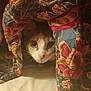 animal, blanket, cat, colorful, comfort, cozy, cute, eyes, face, feline, floral_pattern, fur, hide, indoor, nose, peek, pet, rest, soft, whiskers