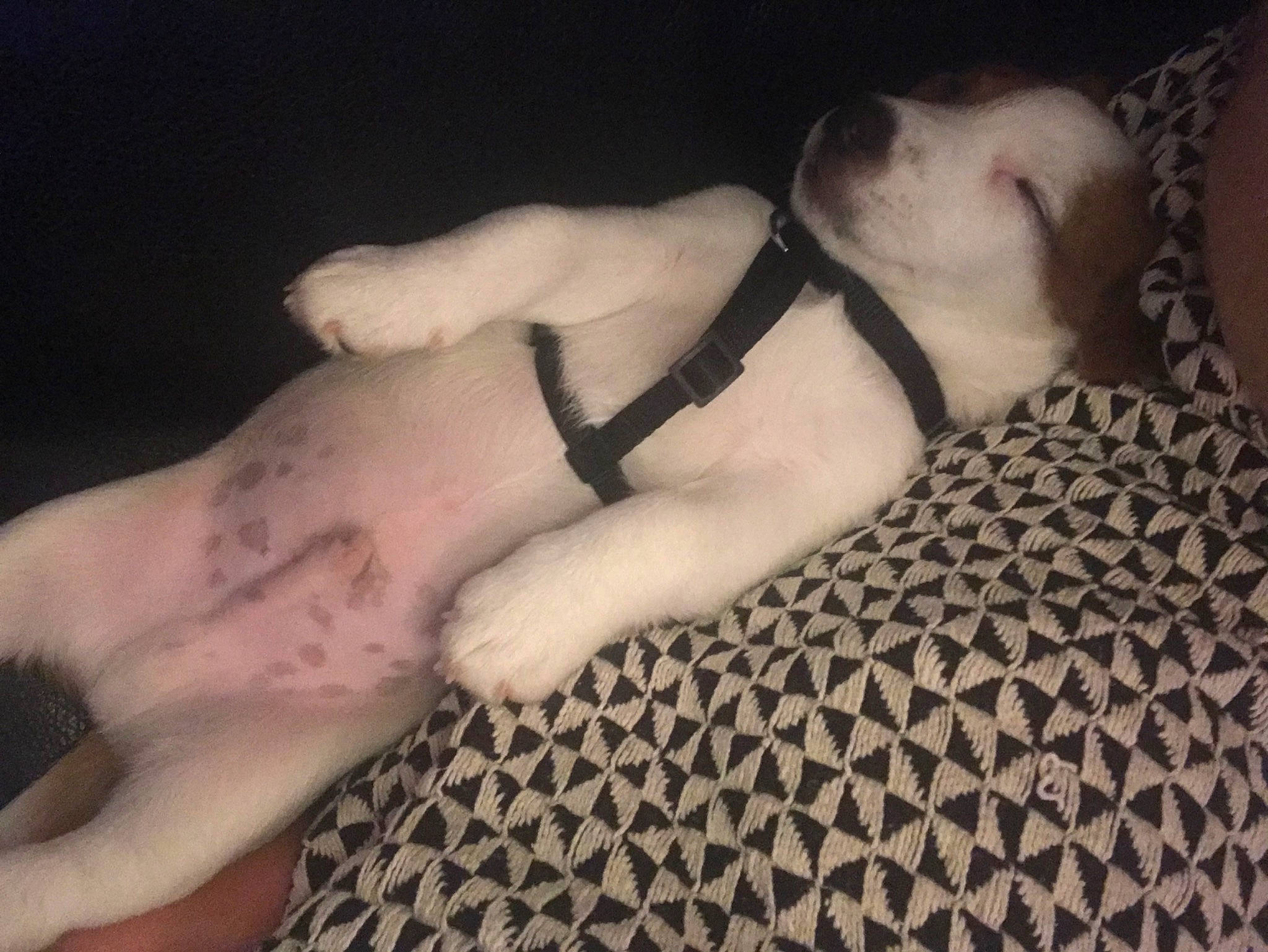 Raph participe au concours pour gagner de l'argent avec cette photo : american_pit_bull_terrier, bull_terrier, bulldog, canidae, carnivore, cat, dog, dog_breed, dogo_argentino, fawn, french_bulldog, guard_dog, non_sporting_group, paw, puppy, puppy_love, skin, sleep, sporting_group, tail