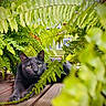 cat, gray_cat, ferns, greenery, wooden_deck, outdoor, pet, animal, plants, nature, relaxed, laying_down, curious, close_up, leaf, sunlight, daylight, eyes, whiskers, ears
