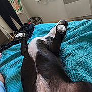 Lola a rejoint le concours — aidez-le/la à gagner de superbes lots ! dog, pet, black_and_white, belly_up, lying_down, paws, hind_legs, belly, fur, indoor, bedroom, bed, quilt, turquoise, relaxed, playful, cozy, candid, home, portrait