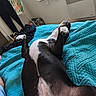 dog, pet, black_and_white, belly_up, lying_down, paws, hind_legs, belly, fur, indoor, bedroom, bed, quilt, turquoise, relaxed, playful, cozy, candid, home, portrait