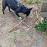 Lola a rejoint le concours — aidez-le/la à gagner de superbes lots ! dog, black_dog, harness, stick, outdoor, garden, backyard, grass, dirt, plants, tree, bench, wood, playing, chewing, standing, animal, pet, canine, nature