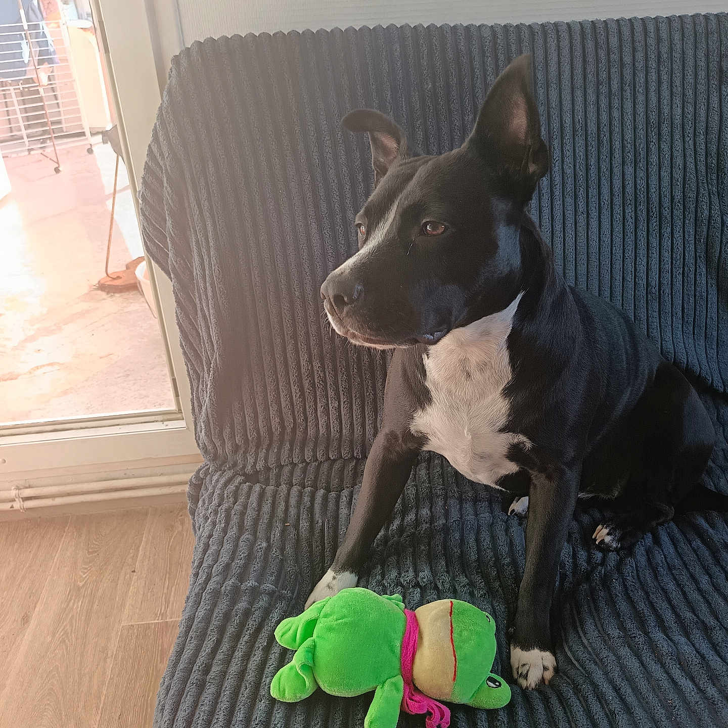 Lola a rejoint le concours — aidez-le/la à gagner de superbes lots ! dog, black_and_white, sitting, armchair, plush_toy, green_toy, indoors, living_room, window, sunlight, furniture, home, pet, canine, white_chest, pointed_ears, short_fur, wood_floor, portrait, cozy
