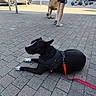 Lola a rejoint le concours — aidez-le/la à gagner de superbes lots ! dog, black_dog, pet, animal, harness, leash, red_leash, lying_down, outdoor, street, pavement, sidewalk, urban, pedestrians, bicycle, cars, parked_car, sunlight, public_space, portrait
