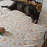 dog, black_dog, white_markings, sleeping, lying_down, bed, bedroom, floral_bedding, pillow, blanket, indoor, home, pet, relaxed, resting, snout, tail, mountain_backdrop, flowers, photography
