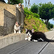 Zelda a rejoint le concours — aidez-le/la à gagner de superbes lots ! kitten, cat, outdoor, concrete, steps, wooden_deck, greenery, plants, trees, sky, curious, animal, pet, young, fur, whiskers, playful, nature, daylight, cute