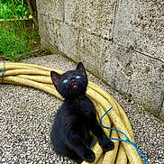 Arya a rejoint le concours — aidez-le/la à gagner de superbes lots ! black_cat, kitten, blue_eyes, garden_hose, yellow_hose, coiled_hose, stone_wall, outdoor, curious, playful, pet, animal, small_cat, greenery, texture, ground, rope, string, nature, daylight