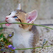 Raoul a rejoint le concours — aidez-le/la à gagner de superbes lots ! animal, blue_eyes, cat, close_up, curious, cute, fur, garden, grass, green_stem, kitten, mammal, nature, outdoor, pet, playful, purple_flowers, small, whiskers, young_animal