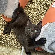 Raoul participe au concours pour gagner de l'argent avec cette photo : kitten, black_cat, blue_eyes, claws, person, legs, slippers, pebble_floor, playful, cute, pet, animal, outdoor, close_up, fur, tail, paw, curious, young_cat, clinging