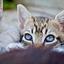 Raoul a rejoint le concours — aidez-le/la à gagner de superbes lots ! animal, background_blur, blue_eyes, cat, closeup, curious, cute, domestic, ears, face, feline, fur, indoor, kitten, pet, resting, soft, tabby, whiskers, young