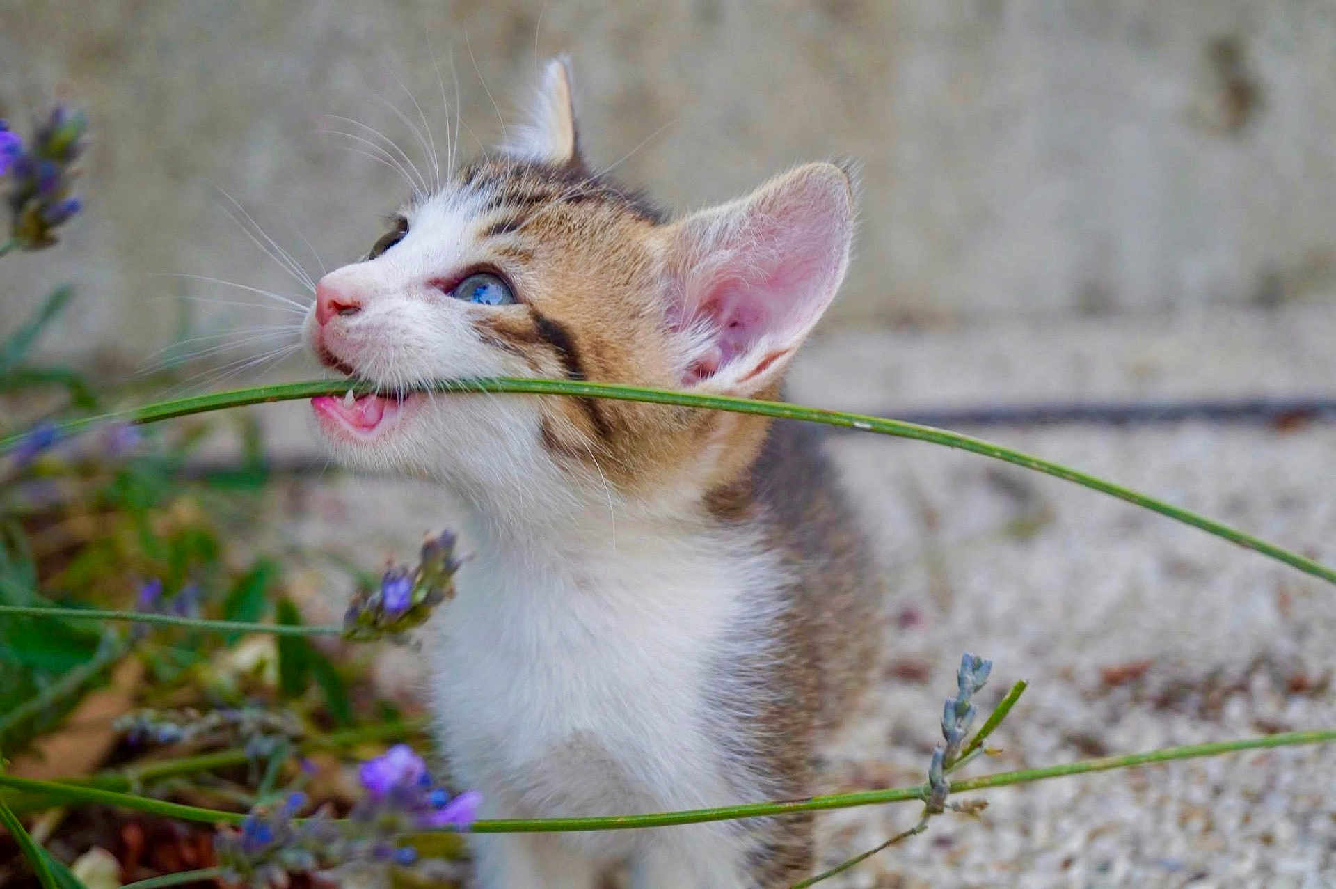 Tao a rejoint le concours — aidez-le/la à gagner de superbes lots ! kitten, cat, blue_eyes, whiskers, green_stem, purple_flowers, outdoor, nature, close_up, playful, young_animal, fur, pet, animal, curious, grass, small, cute, mammal, garden