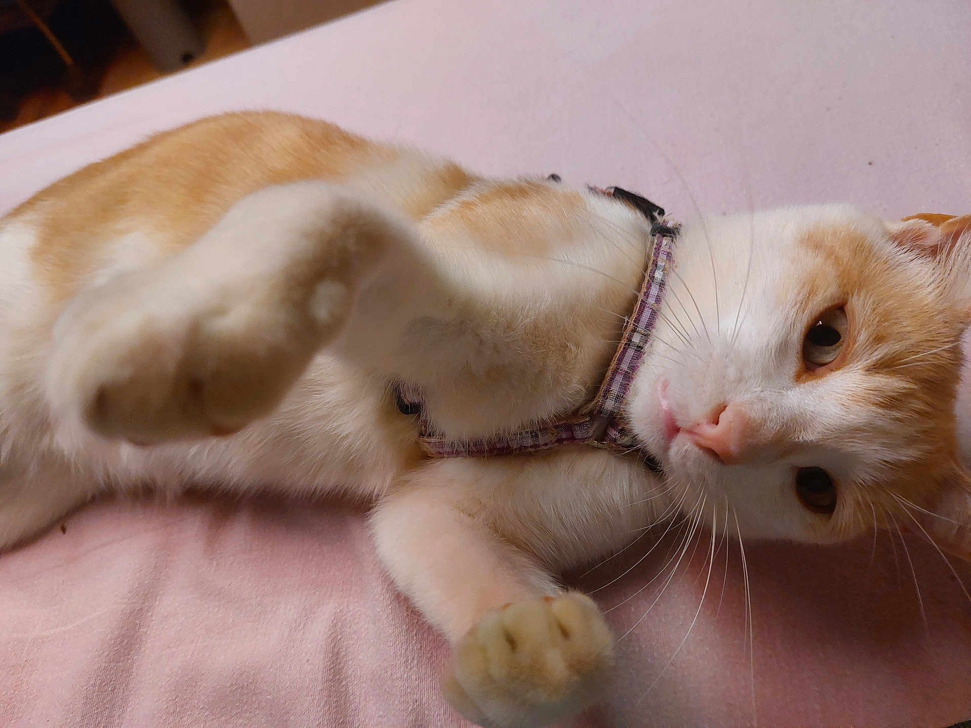 Mimi
