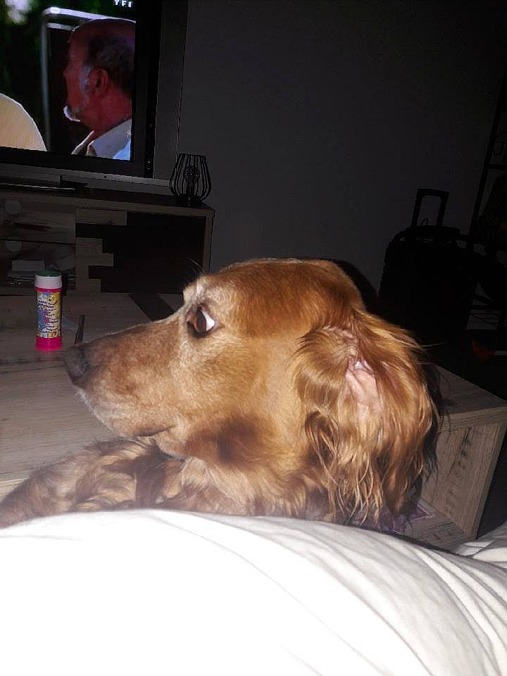 Harper a rejoint le concours — aidez-le/la à gagner de superbes lots ! canidae, carnivore, cocker_spaniel, companion_dog, dog, dog_breed, ear, english_cocker_spaniel, fawn, golden_retriever, irish_setter, nose, retriever, setter, spaniel, sporting_group