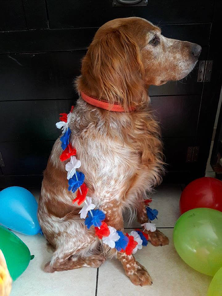 Harper a rejoint le concours — aidez-le/la à gagner de superbes lots ! canidae, carnivore, cocker_spaniel, companion_dog, dog, dog_breed, dog_toy, english_cocker_spaniel, german_spaniel, mammal, rare_breed_dog, setter, spaniel, sporting_group