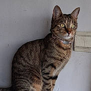 Kitty participe au concours pour gagner de l'argent avec cette photo : cat, tabby, sitting, radiator, indoor, wall, pet, animal, curious, alert, ears, whiskers, collar, feline, domestic_cat, fur, side_view, looking_away, household, quiet