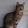 cat, tabby, sitting, radiator, indoor, wall, pet, animal, curious, alert, ears, whiskers, collar, feline, domestic_cat, fur, side_view, looking_away, household, quiet