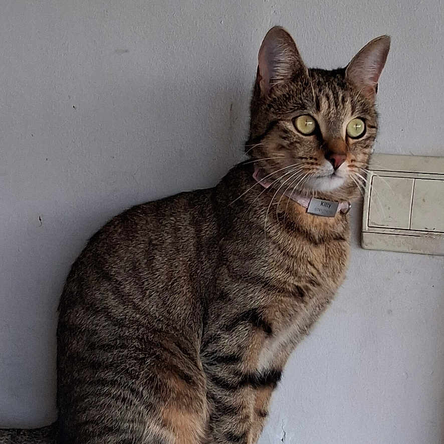 Kitty