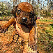 Nash joined the competition — help win amazing prizes! puppy, dog, puppy_face, paw, human_hand, human_arm, nose, ears, outdoor, trees, grass, dirt, sunlight, backyard, fence, portrait, close_up, young_animal, cute, shadow