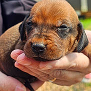 Nash is registered to the contest to win money with this photo: puppy, dog, brown_puppy, close_up, human_hands, holding, cute, sleepy, face, nose, fur, ears, whiskers, portrait, outdoor, grass, person, caring, small_pet, cradle