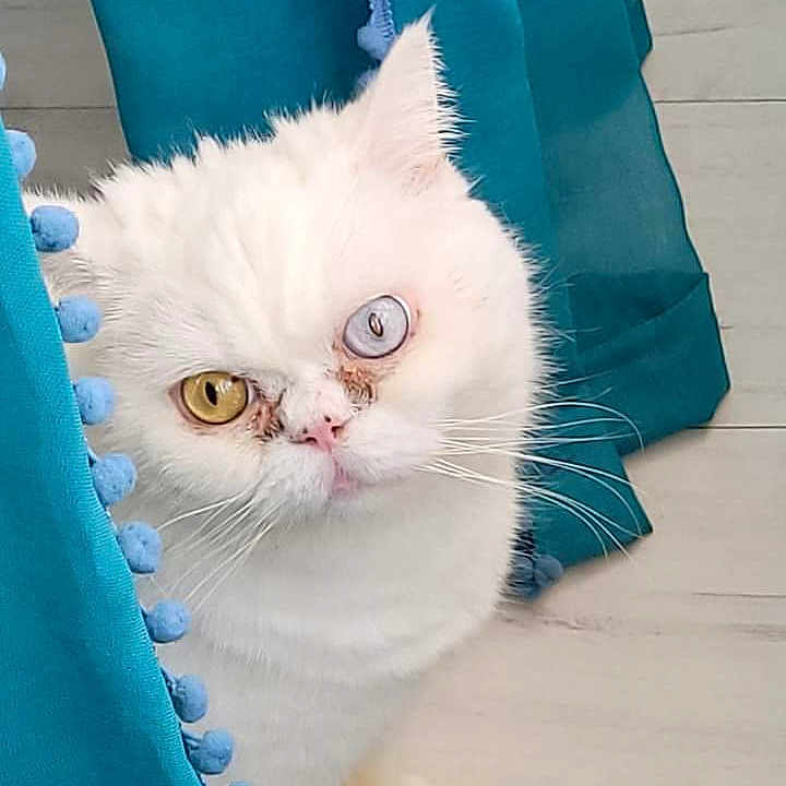 Loulou participe au concours pour gagner de l'argent avec cette photo : animal, cat, closeup, curious, cute, domestic_cat, ears, face, feline, floor, heterochromia, indoor, looking, peeking, pet, pom_poms, teal_curtain, whiskers, white_cat, wooden_floor