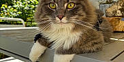 Zia participe au concours pour gagner de l'argent avec cette photo : cat, fluffy, yellow_eyes, outdoor, table, sunlight, greenery, garden, furniture, relaxed, pet, close_up, whiskers, fur, nature, daylight, animal, portrait, sitting, calm