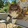 cat, fluffy, yellow_eyes, outdoor, table, sunlight, greenery, garden, furniture, relaxed, pet, close_up, whiskers, fur, nature, daylight, animal, portrait, sitting, calm