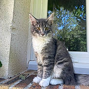 Zia participe au concours pour gagner de l'argent avec cette photo : cat, kitten, gray, white, fur, sitting, brick, window, glass, reflection, outdoor, nature, green, plants, whiskers, ears, paws, young, pet, cute