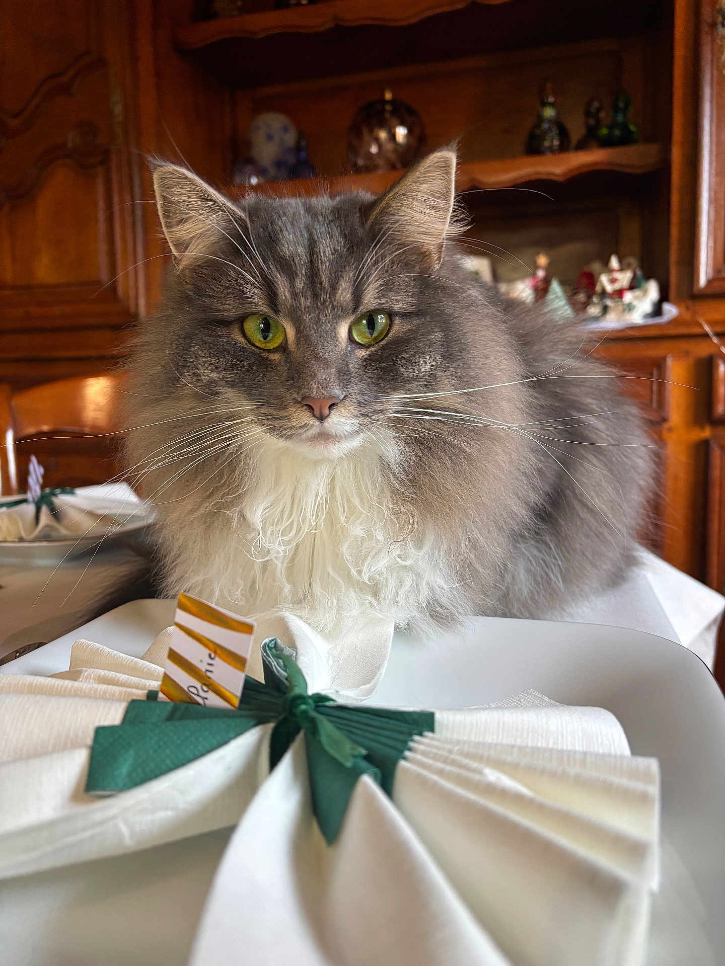 Zia a rejoint le concours — aidez-le/la à gagner de superbes lots ! cat, fluffy, gray_cat, white_fur, green_eyes, table, napkin, place_card, wooden_furniture, indoor, pet, domestic_animal, portrait, close_up, whiskers, chair, decor, home_interior, feline, table_setting