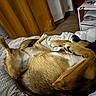 Tipie participe au concours pour gagner de l'argent avec cette photo : dog, sleeping, bed, blanket, curtain, indoor, relaxed, brown, fur, paws, cozy, resting, home, furniture, wood_floor, cushion, side_table, paper, keys, comfort