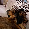 Tipie a rejoint le concours — aidez-le/la à gagner de superbes lots ! dog, sleeping, bed, pillow, dreamcatcher, cozy, fur, rest, indoors, animal, pet, brown, black, closeup, relaxation, cute, mammal, companion, domestic, quiet