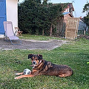Tipie participe au concours pour gagner de l'argent avec cette photo : dog, grass, soccer_ball, backyard, house, blue_shutter, lawn_chair, fence, trees, outdoor, pet, canine, collar, daytime, relaxed, garden, greenery, playing, animal, yard