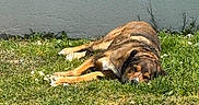 Tipie participe au concours pour gagner de l'argent avec cette photo : dog, grass, sunlight, outdoor, nap, relaxation, animal, canine, brown, fur, wall, nature, daytime, greenery, peaceful, sleeping, pet, summer, quiet, rest