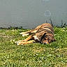 dog, grass, sunlight, outdoor, nap, relaxation, animal, canine, brown, fur, wall, nature, daytime, greenery, peaceful, sleeping, pet, summer, quiet, rest