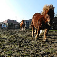 Caramel a rejoint le concours — aidez-le/la à gagner de superbes lots !