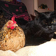 Simone a rejoint le concours — aidez-le/la à gagner de superbes lots !