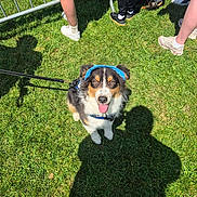 Benji participe au concours pour gagner de l'argent avec cette photo : dog, grass, outdoor, sunlight, people, legs, shadows, leash, blue_headband, happy, tongue_out, summer, event, casual_clothing, footwear, greenery, pet, canine, playful, daytime