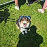 dog, grass, outdoor, sunlight, people, legs, shadows, leash, blue_headband, happy, tongue_out, summer, event, casual_clothing, footwear, greenery, pet, canine, playful, daytime