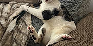 Journey joined the competition — help win amazing prizes! animal, black, blanket, cat, comfortable, couch, cozy, cute, feline, fur, home, indoor, living_room, paw, pet, relaxed, resting, soft, tabby, white