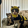 adorable, animal, bee_costume, cat, costume, couch, cozy, cute, domestic_cat, fur, furniture, home, indoor, looking, pet, pet_accessory, pillow, sitting, striped, whiskers