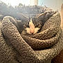 Journey is registered to the contest to win money with this photo: animal, blanket, cat, comfort, cozy, cute, ears, face, fur, furry, indoor, mammal, pet, relaxed, resting, sleepy, snug, tabby, warm, whiskers