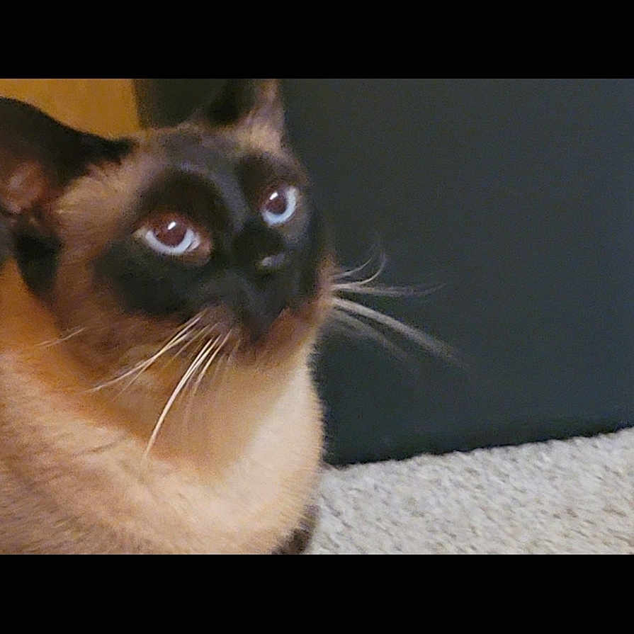 Doobie joined the competition — help win amazing prizes! animal, art, canine, cat, collage, dog, kitten, person, pet, siamese, text